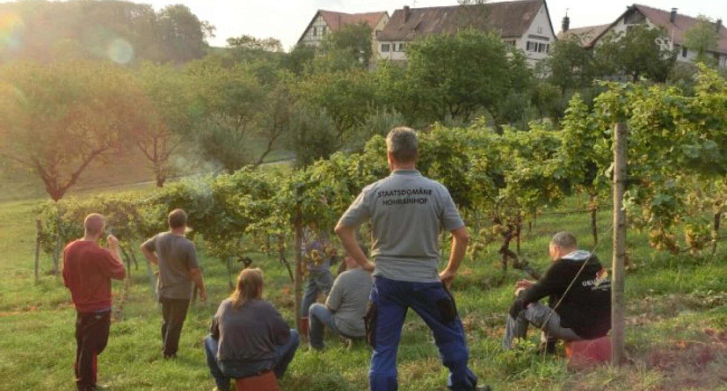 Sieben Personen zwischen Weinreben in der Morgendämmerung