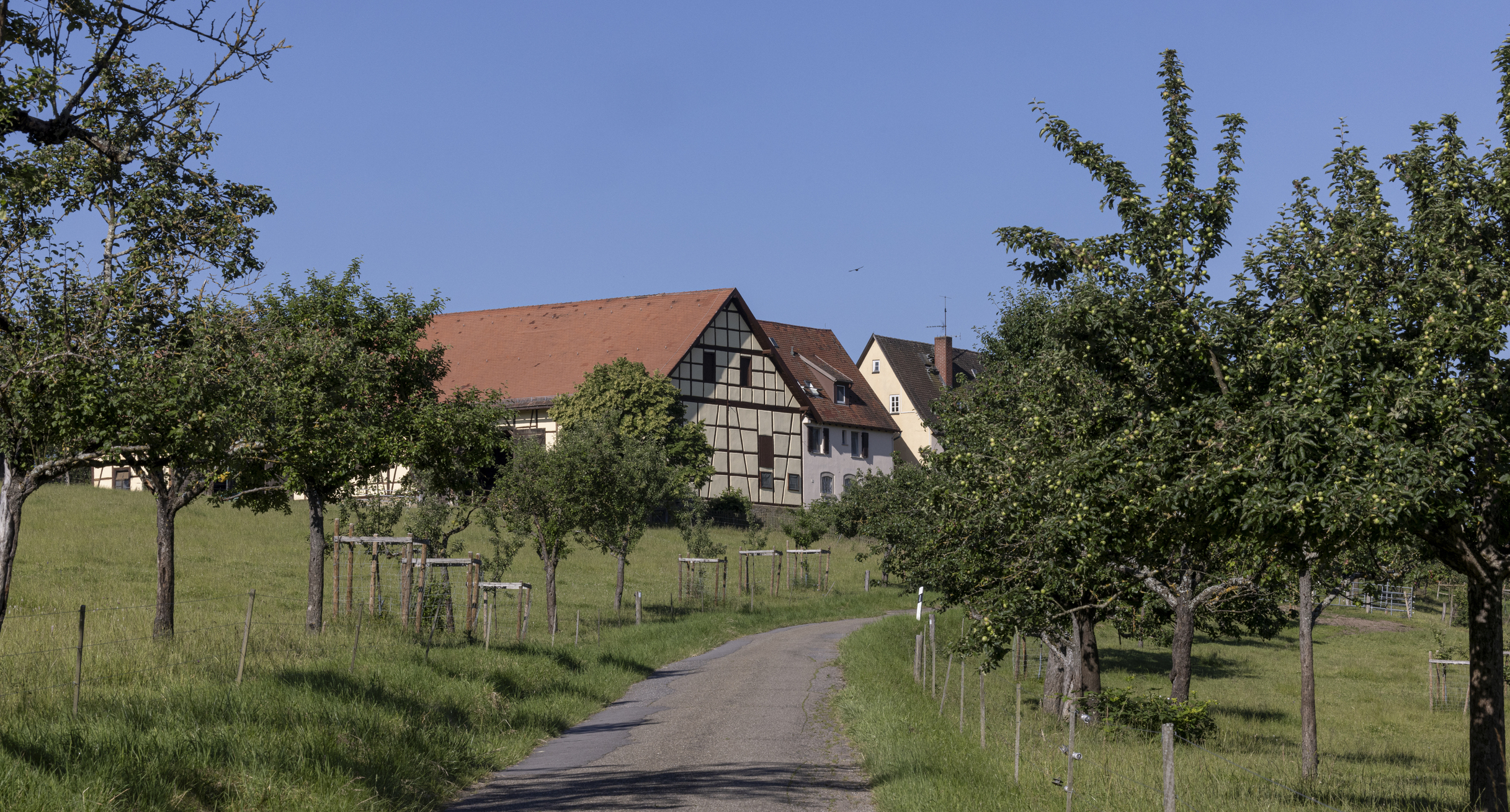 Auffahrt zur Außenstelle Hohrainhof, links und rechts befinden sich Bäume