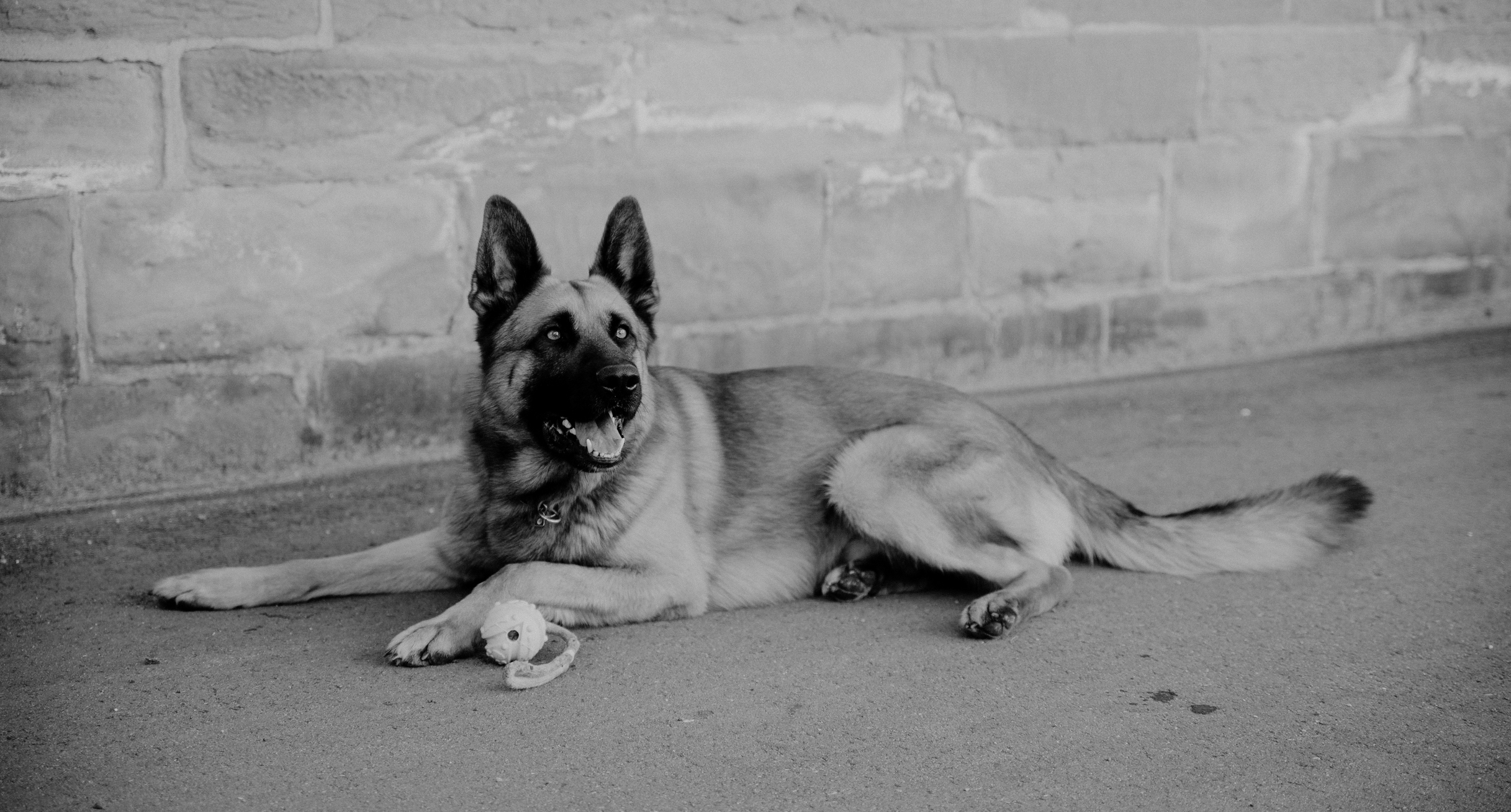 ein Schäferhund liegt mit einem Spielzeug seitlich auf dem Boden vor einer Mauer